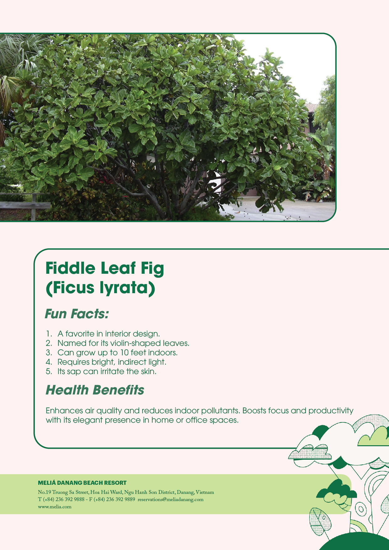 Image Plant ID-16